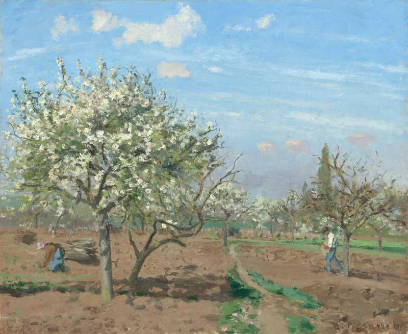 Obstgarten in Blüte